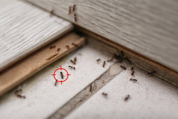 Best Bed Bug Extermination  in Valley Falls, RI